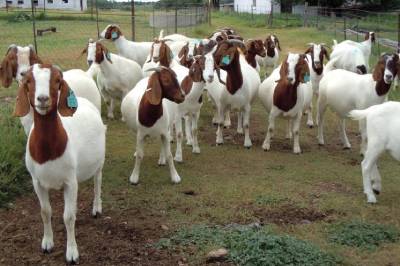 livestock-goat